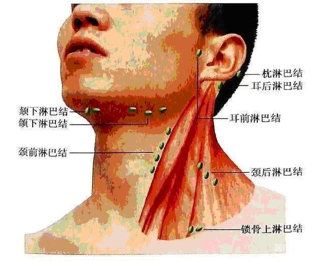耳后解剖图片